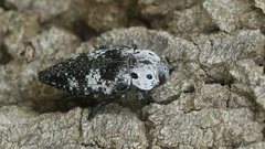 Capnodis miliaris