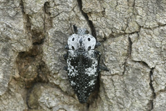 Capnodis miliaris