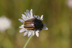 Eulasia vittata