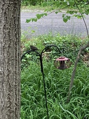 Pheucticus ludovicianus