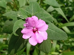 Impatiens platypetala