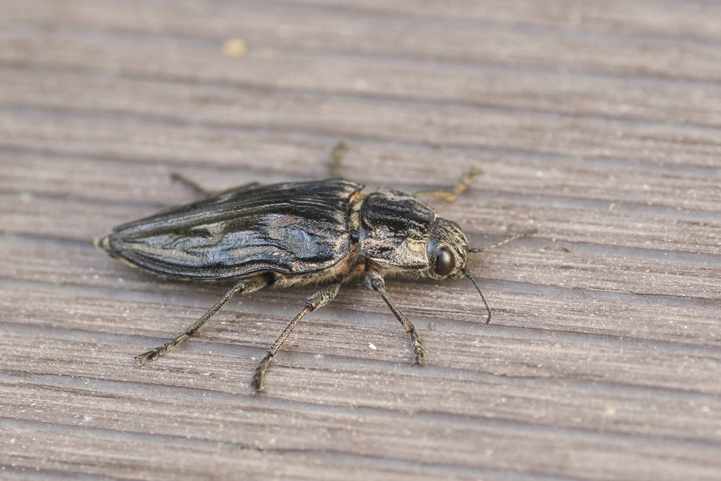 Chalcophora intermedia