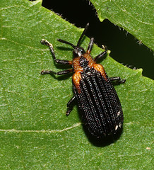 Odontota scapularis