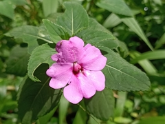 Impatiens platypetala