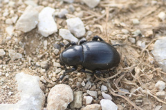 Liparus tenebrioides