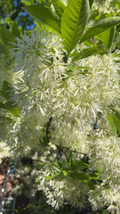 Chionanthus virginicus