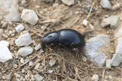 Liparus tenebrioides