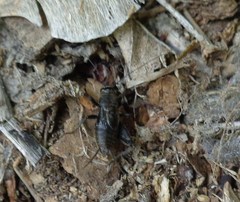 Modicogryllus frontalis