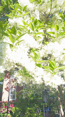 Chionanthus virginicus