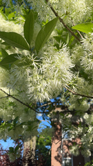 Chionanthus virginicus