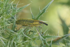 Lixus scolopax