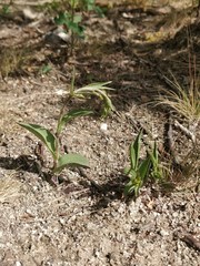 Epipactis atrorubens