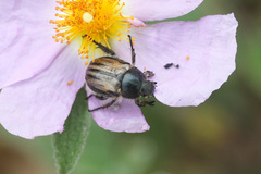 Blitopertha lineolata