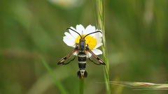 Pyropteron minianiforme