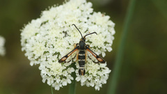 Pyropteron minianiforme