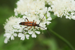 Stenurella septempunctata