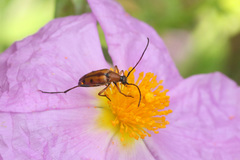 Stenurella septempunctata