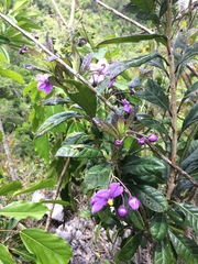 Solanum troyanum