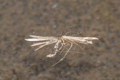 Marasmarcha oxydactylus