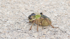 Bradyporus macrogaster