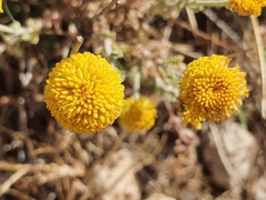 Santolina africana