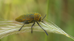 Julodis ehrenbergii