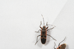 Physopelta gutta gutta