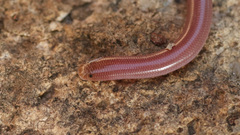 Xerotyphlops vermicularis