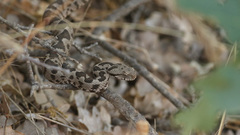 Montivipera xanthina