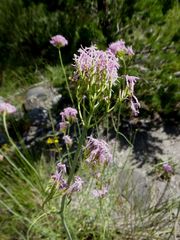 Centranthus angustifolius