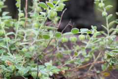 Phyllanthus fuernrohrii