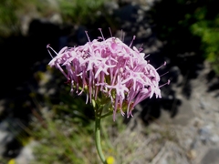 Centranthus angustifolius