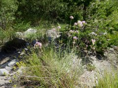 Centranthus angustifolius