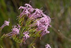 Centranthus angustifolius