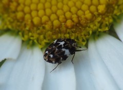 Anthrenus angustefasciatus