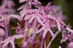 Centranthus angustifolius