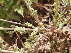 Santolina africana