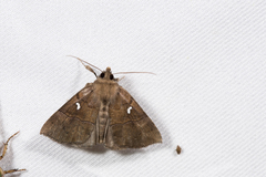 Bomolocha albopunctalis