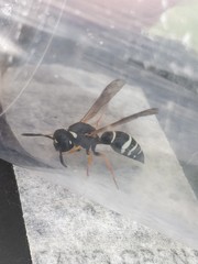 Odynerus melanocephalus