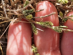 Santolina africana