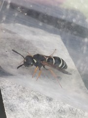 Odynerus melanocephalus