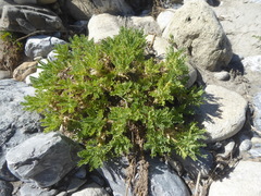 Astragalus sempervirens
