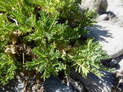 Astragalus sempervirens