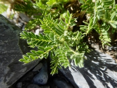 Astragalus sempervirens