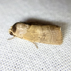 Athetis thoracica