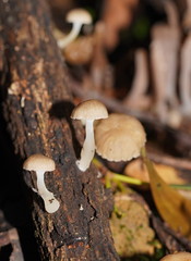 Roridomyces austrororidus