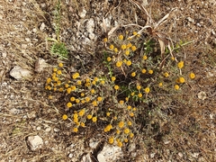 Santolina africana