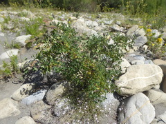 Cytisophyllum sessilifolium