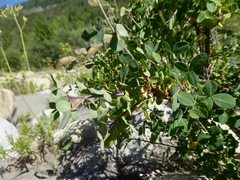 Cytisophyllum sessilifolium