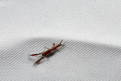 Calodromus ito